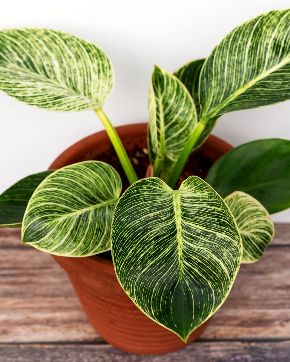 plants harmful to dogs philodendron