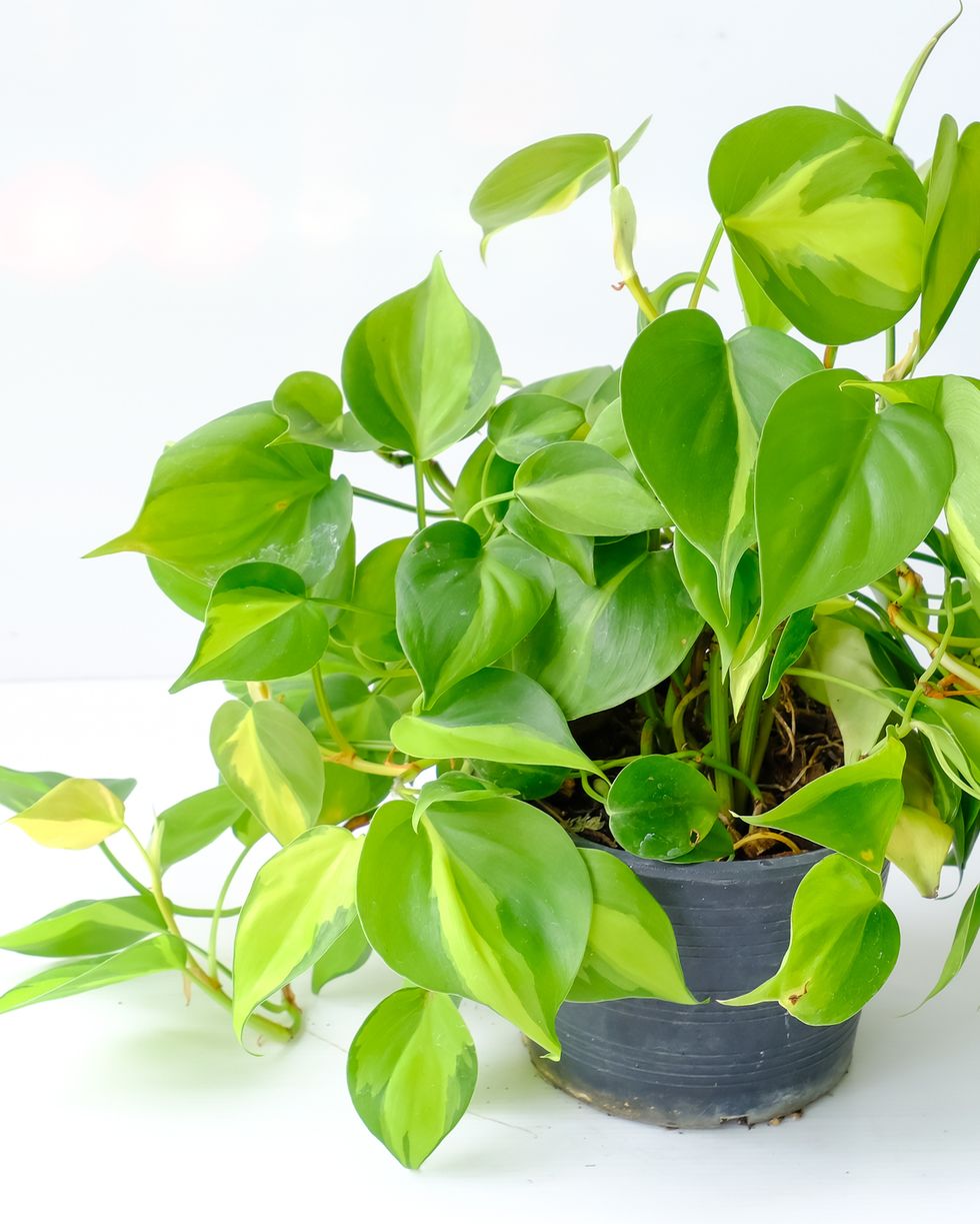 most popular philodendron types brasil