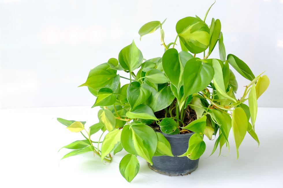 How to Grow and Care for Philodendron 'Brasil