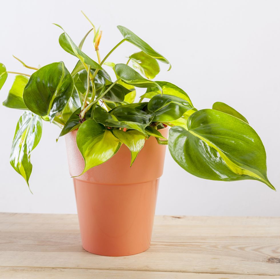 air purifying plants philodendron brasilia with variegated green leaves in flowerpot
