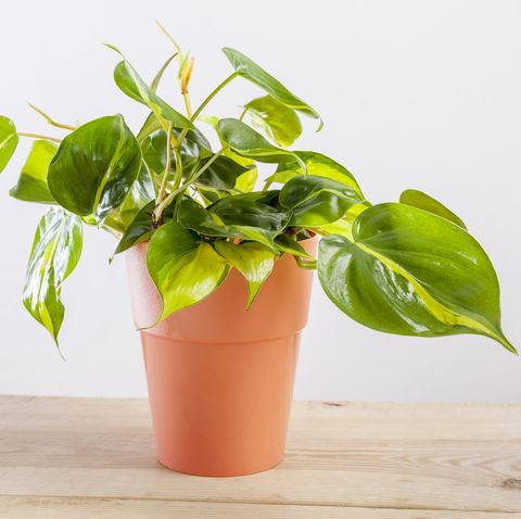 air purifying plants philodendron brasilia with variegated green leaves in flowerpot
