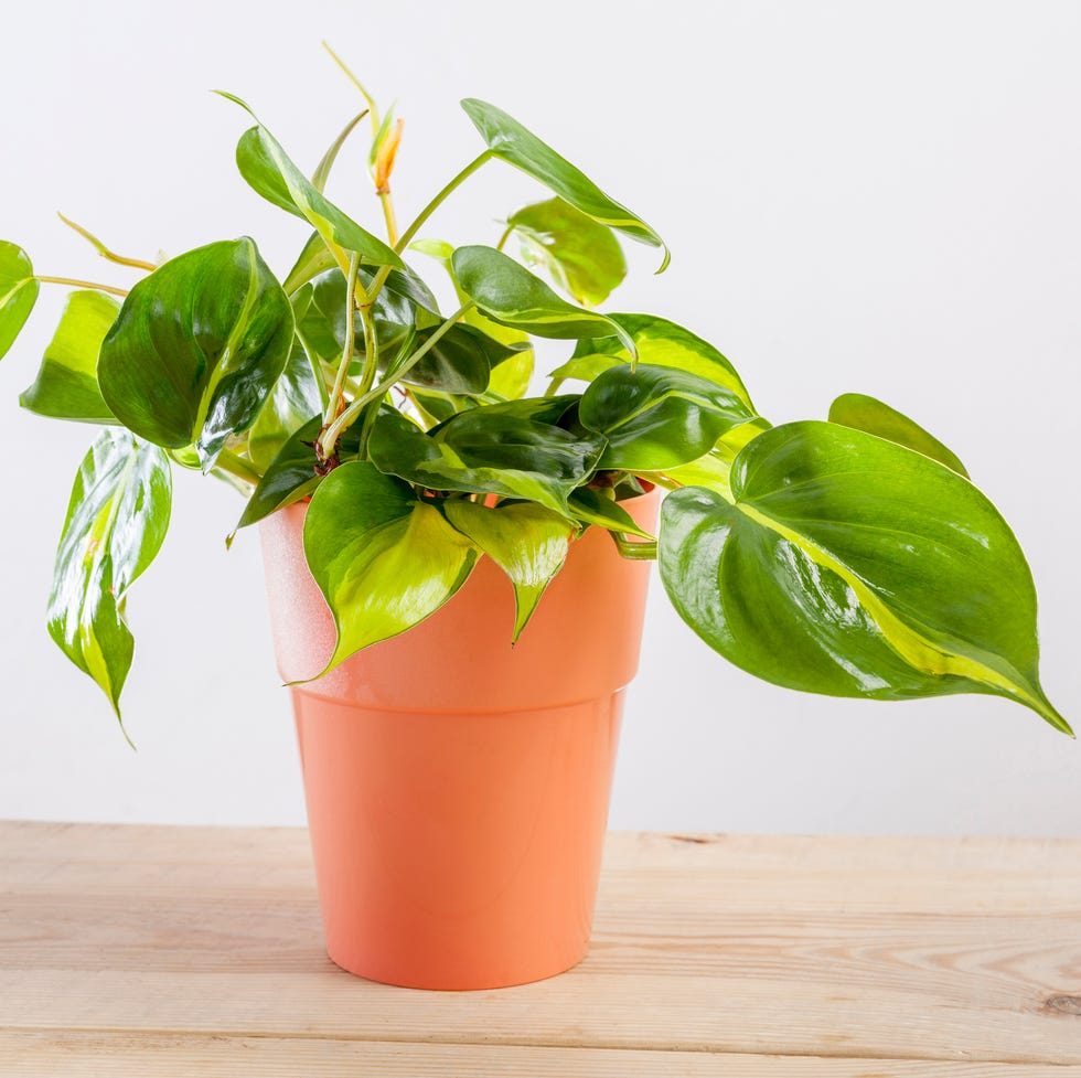 air purifying plants philodendron brasilia with variegated green leaves in flowerpot