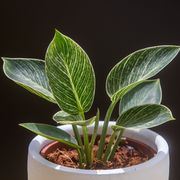 philodendron plant in white pot