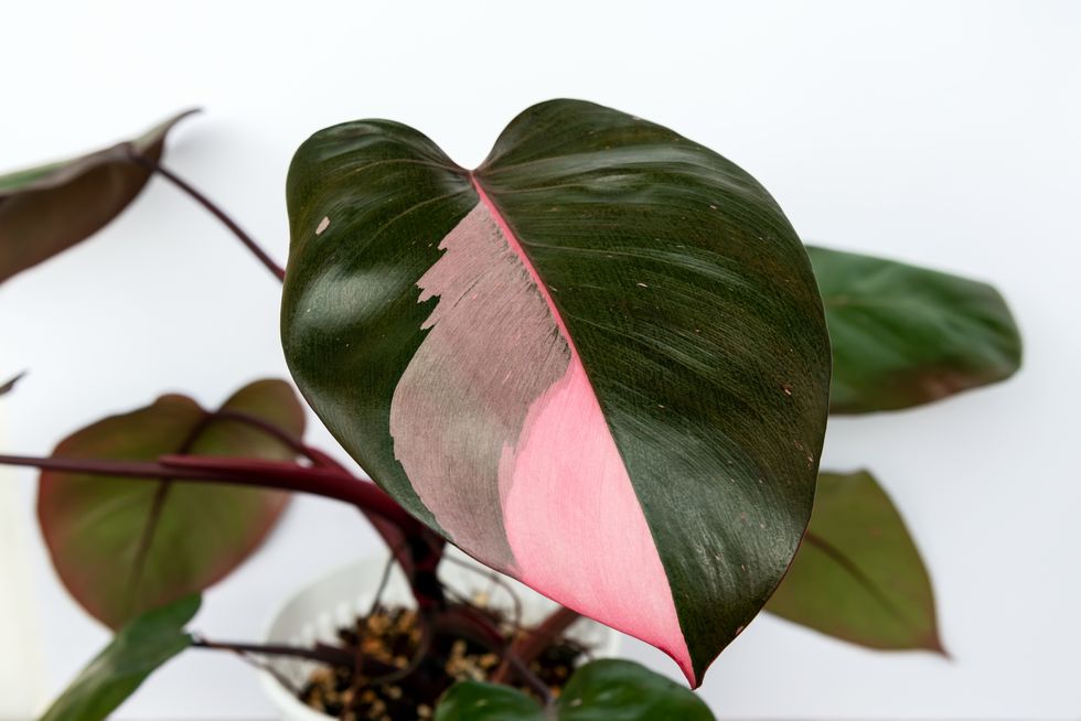 philodendron erubescens pink princess variegated plant
