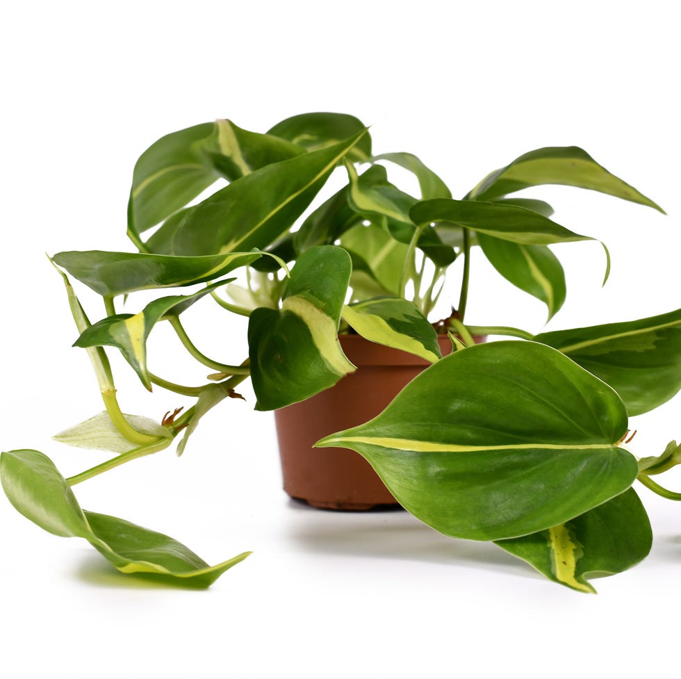 'Philodendron hederaceum scandens brasiliensis' tropical vine ornamental plant with yellow stripes in flower pot isolated on white background