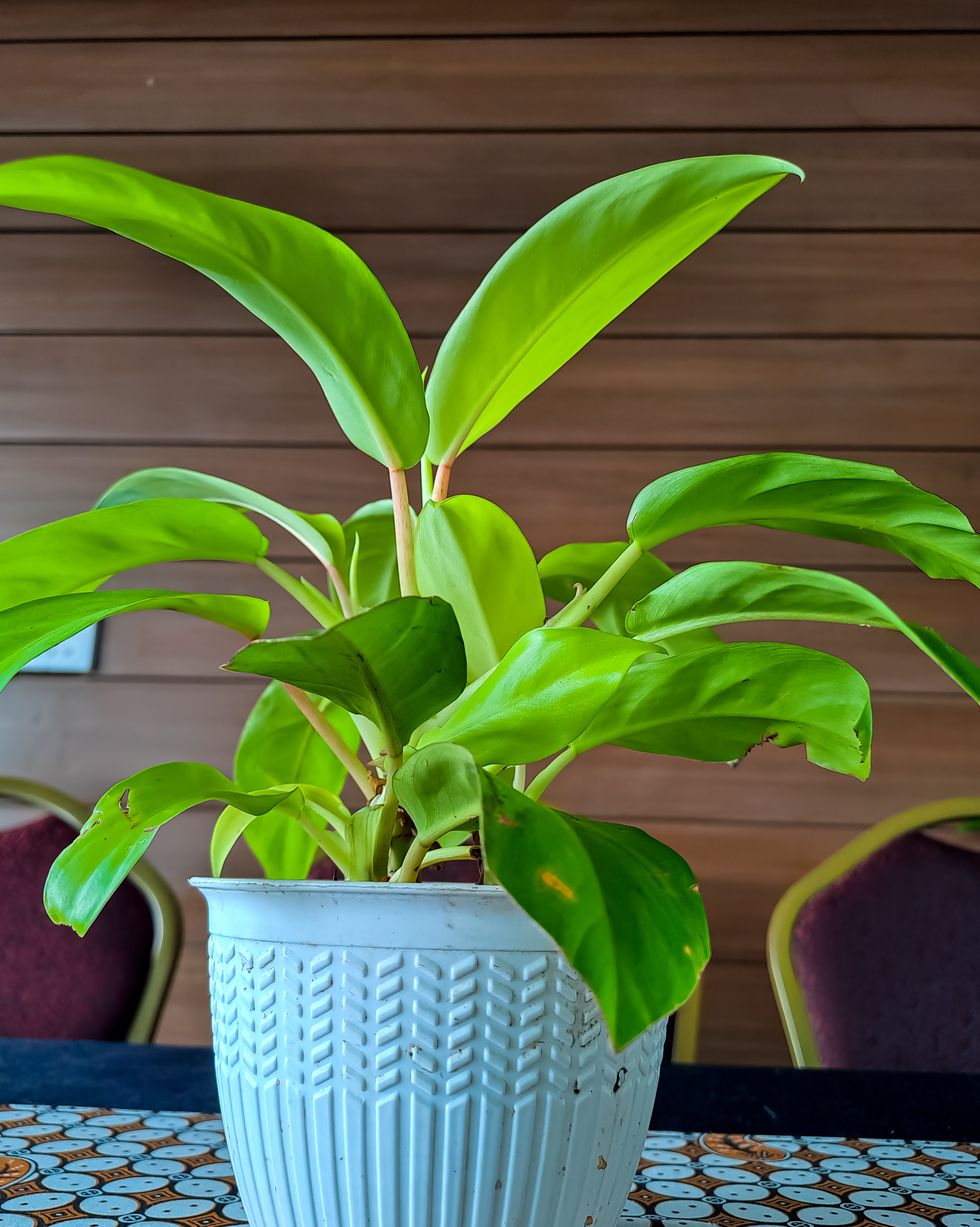 popular types of philodendron types moonlight