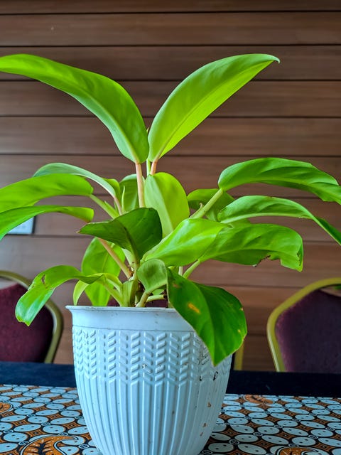 Best Philodendron Types - Types of Philodendron