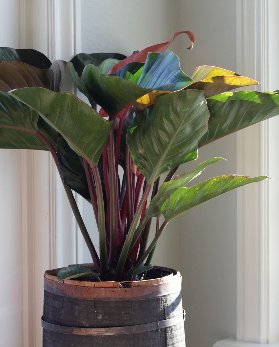 most popular philodendron types red congo costa farms