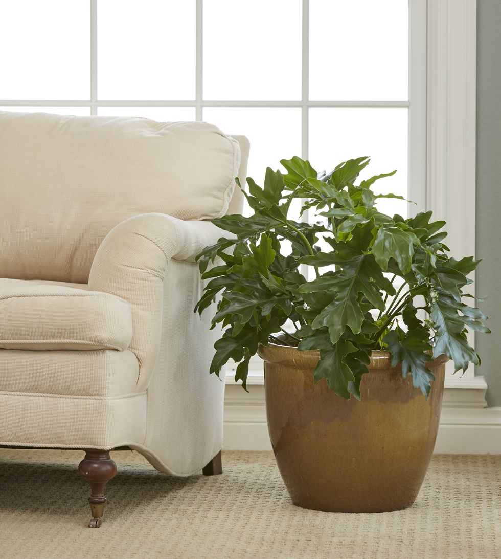 most popular philodendron types philodendron selloum costa farms