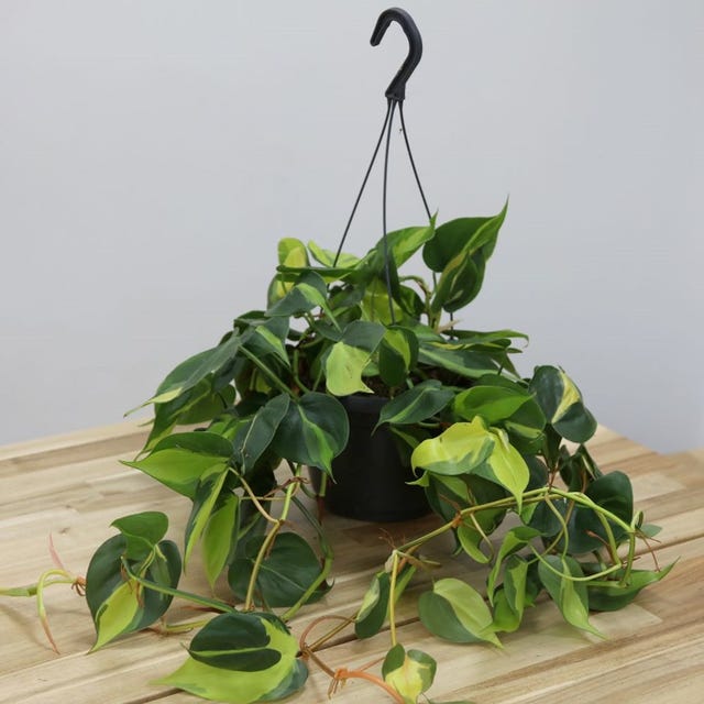 20 Best Indoor Hanging Plants For The Home