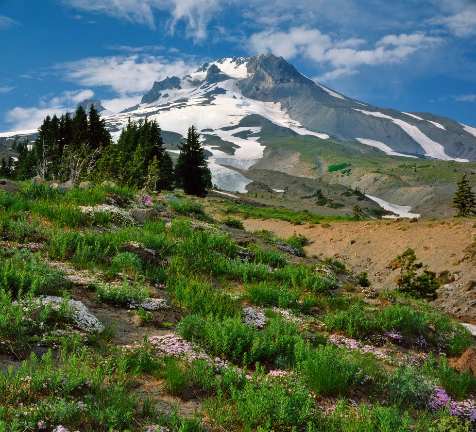 phlox wildflowers and mt hood