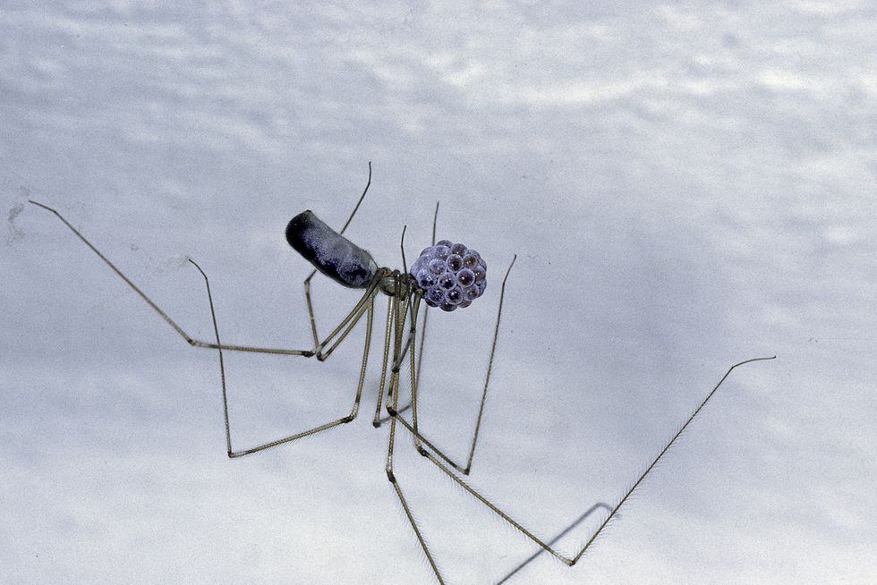 pholcus phalangioides long bodied cellar spider, daddy longlegs spider   female carrying her eggs