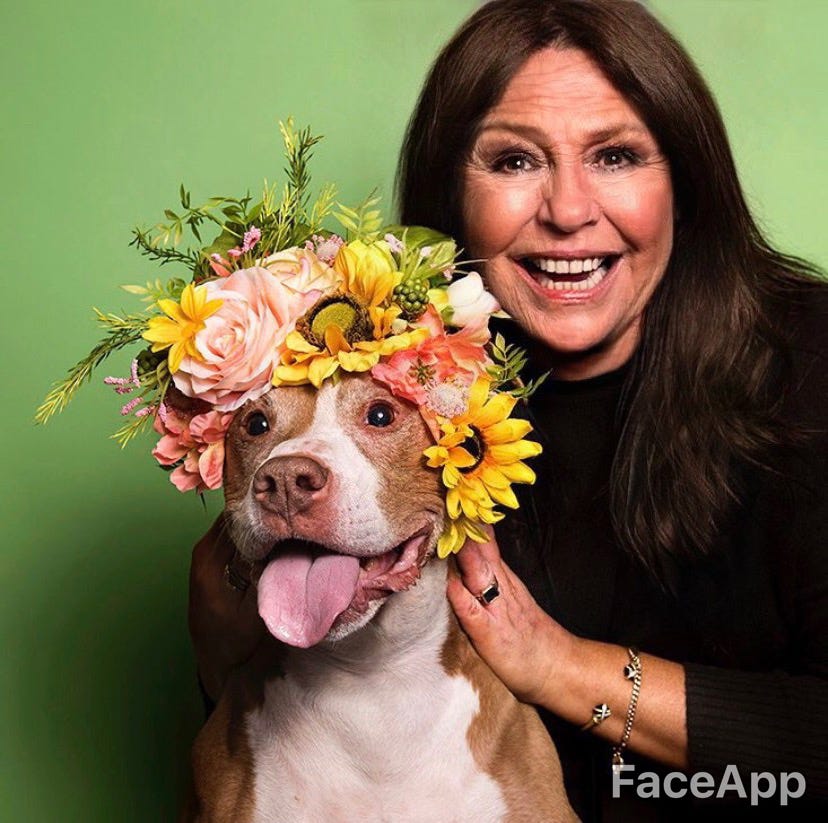 Dog, Canidae, Flower, Flower Arranging, Dog breed, Floristry, Floral design, Smile, American pit bull terrier, Pit bull, 
