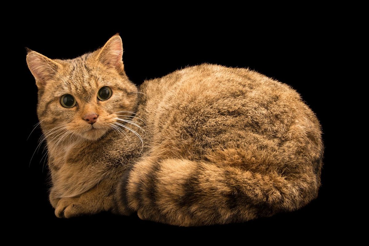 Zon zevenduizend jaar geleden deelde de Europese wilde kat op de foto een fraai exemplaar in het Parco Natura Viva in Itali zijn habitat in Polen met de Nubische wilde kat