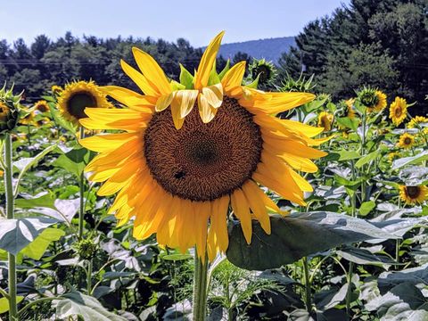 sunflower with bee in it and sunflower field with mountain in the background