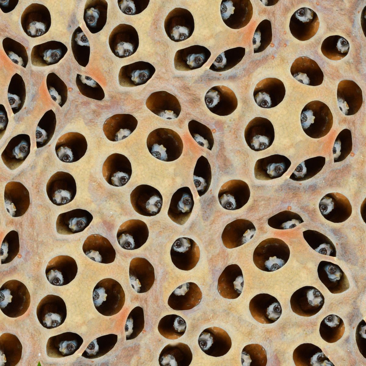 Photo for Trypophobia form lotus seeds