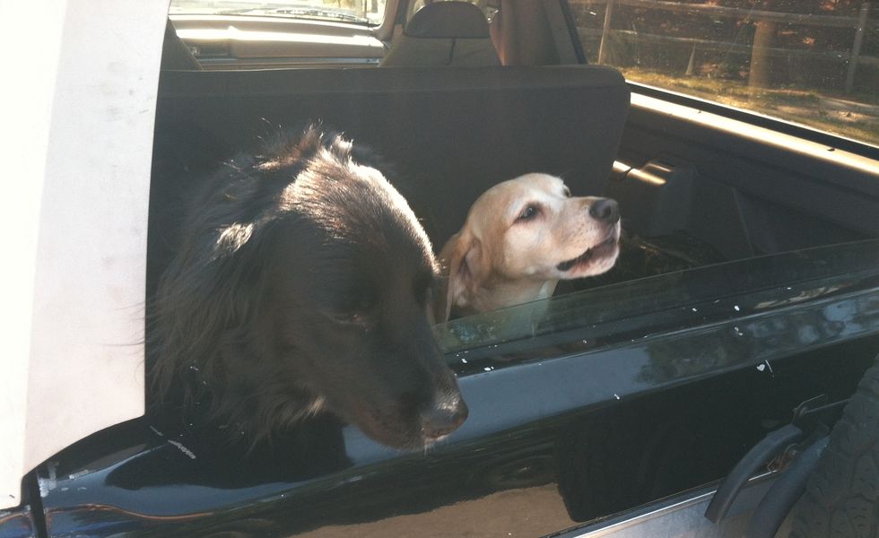 dogs in cargo area
