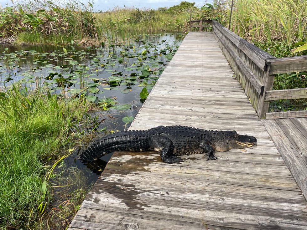 miami travel guide alligator