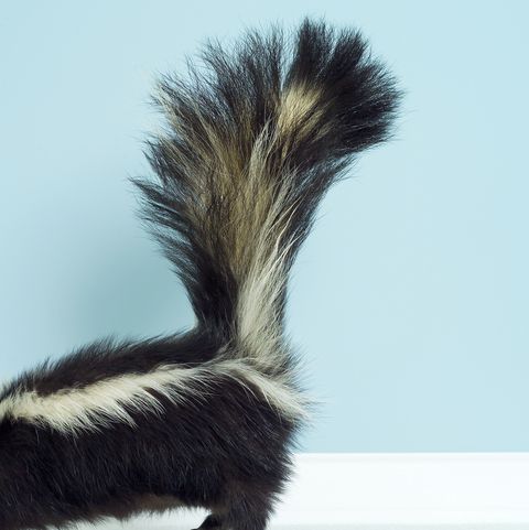 photo of back section of a skunk with lifted tail