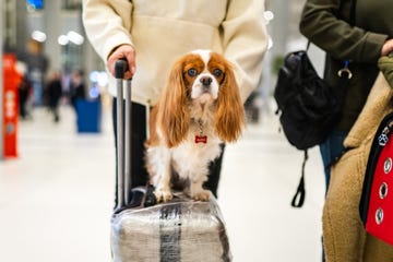 how to fly with a dog