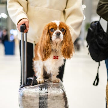 how to fly with a dog how to fly with a dog
