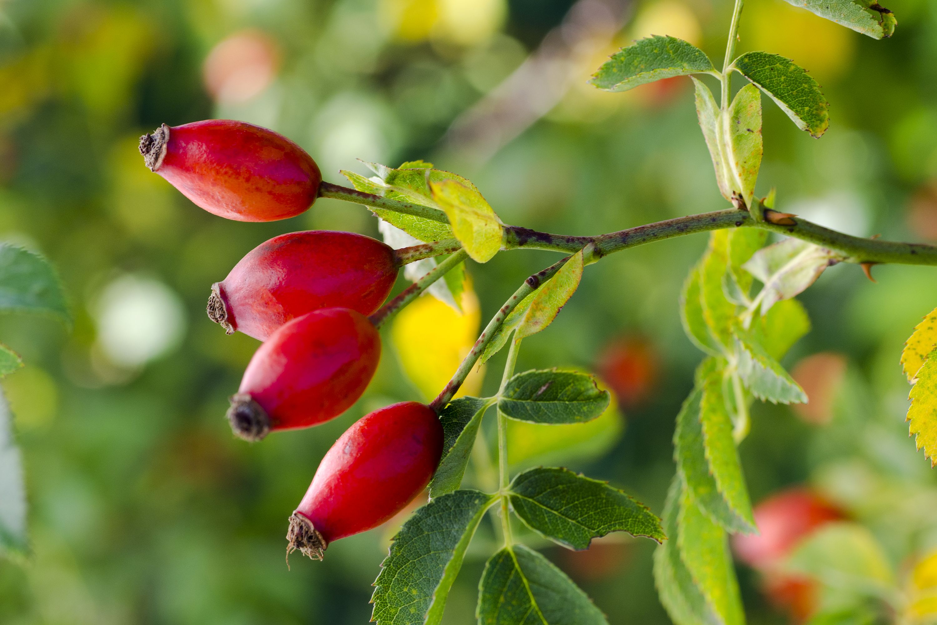 Hips are the fruits of rose plants. As the seeds mature, they swell and a layer called the pericarp forms around them. Hips are also often used in teas and jams, most commonly from the dog rose plant.