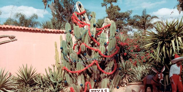 Come realizzare un bellissimo finto cactus di Natale 🌵😍 