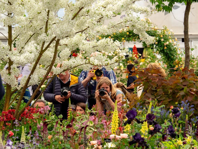 Press Day At The Chelsea Flower Show