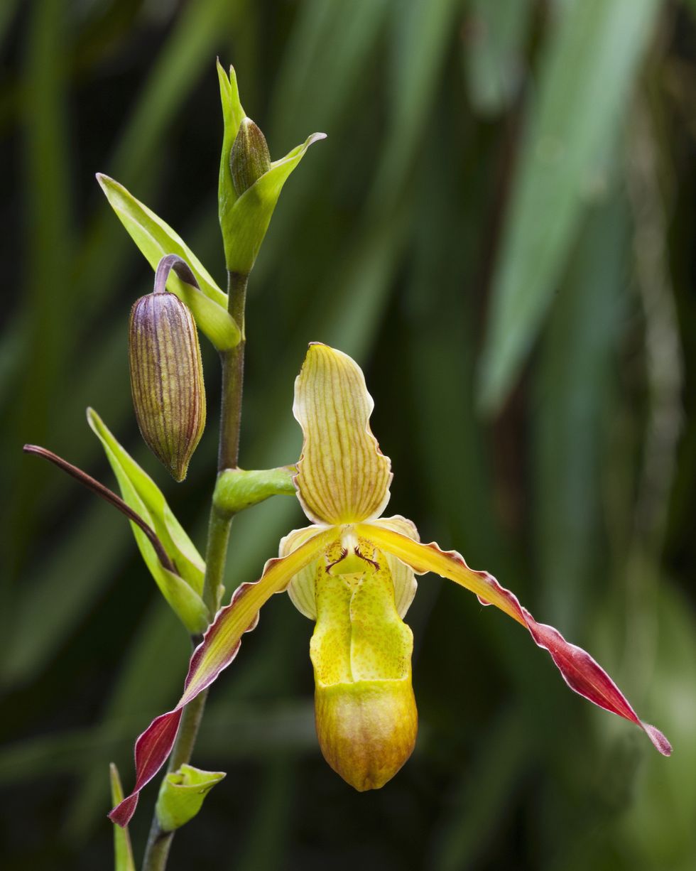 yellow phragmipedium orchids