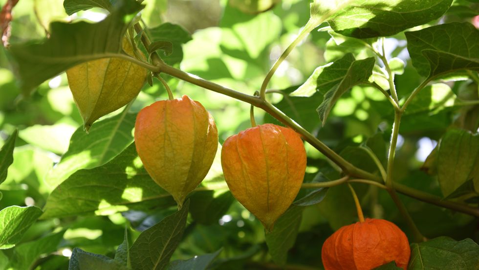 physalis alkekengi