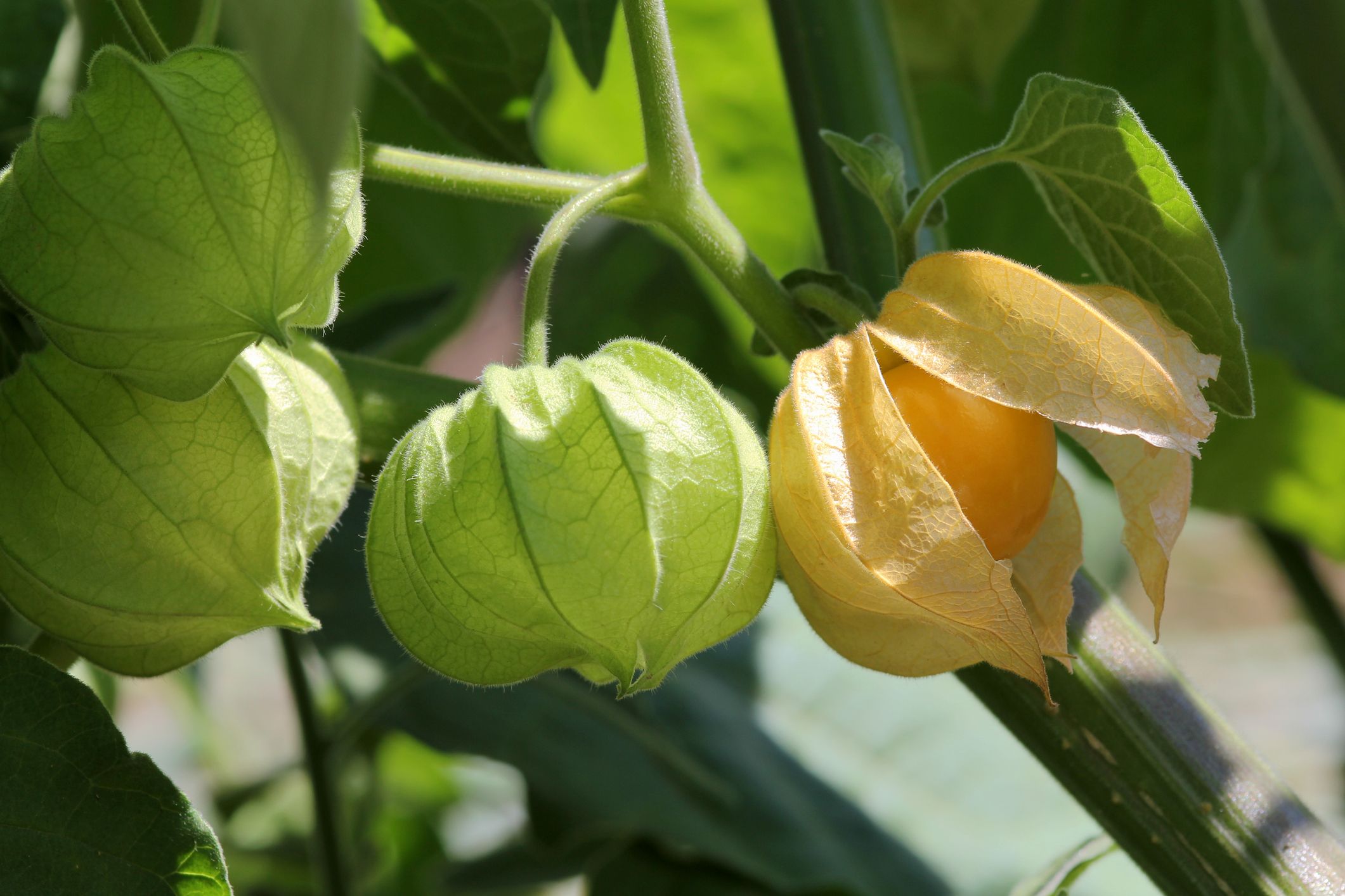 how to grow hundreds of ground cherries - tips for planting cape
