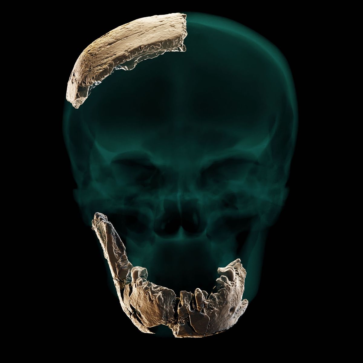 boezem roltrap Koloniaal Vondst van schedel wijst op onbekende voorouder van de mens