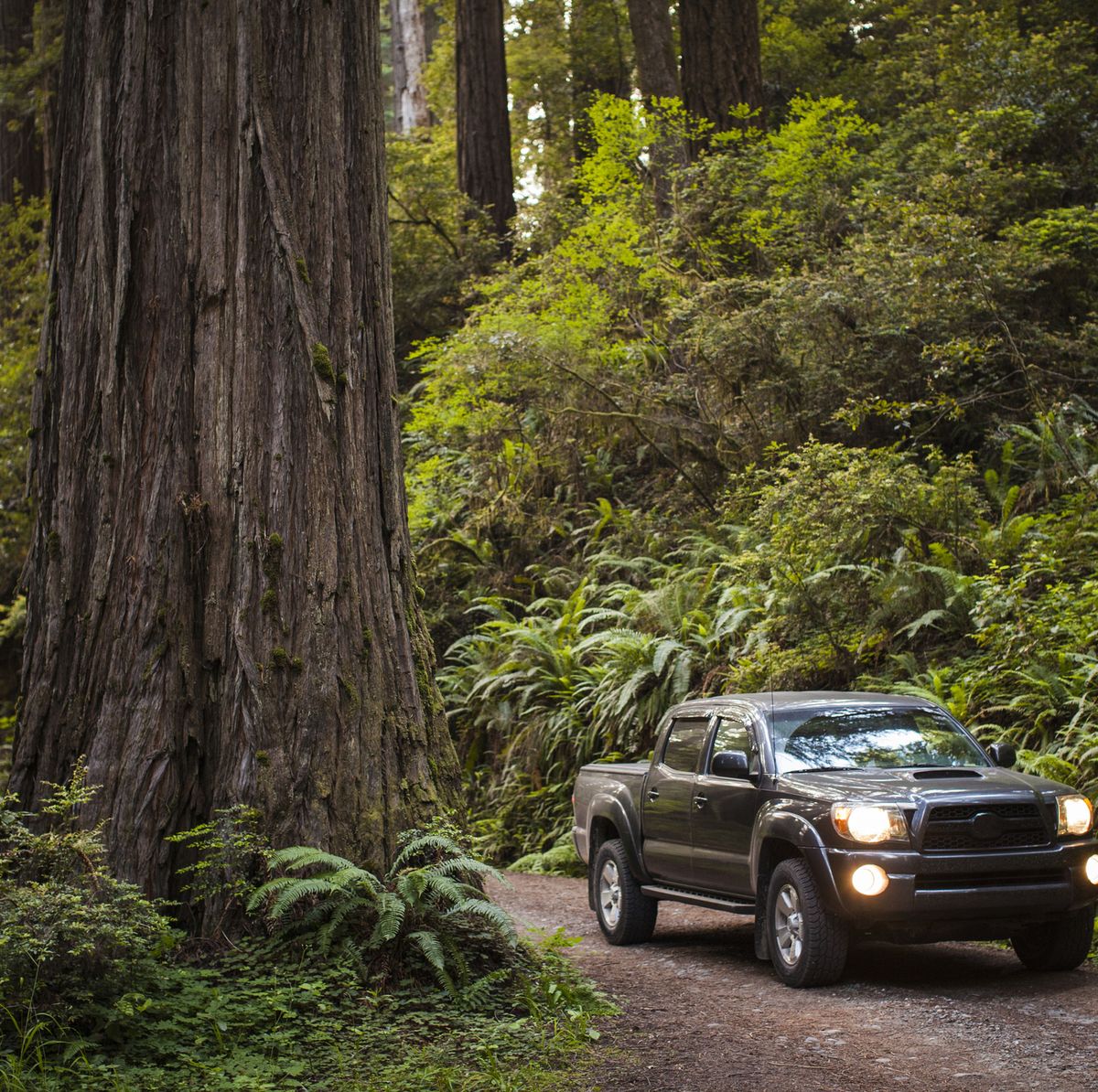 https://hips.hearstapps.com/hmg-prod/images/pick-up-truck-on-dirt-road-amidst-forest-at-redwood-royalty-free-image-1591709073.jpg?crop=0.670xw:1.00xh;0.218xw,0&resize=1200:*
