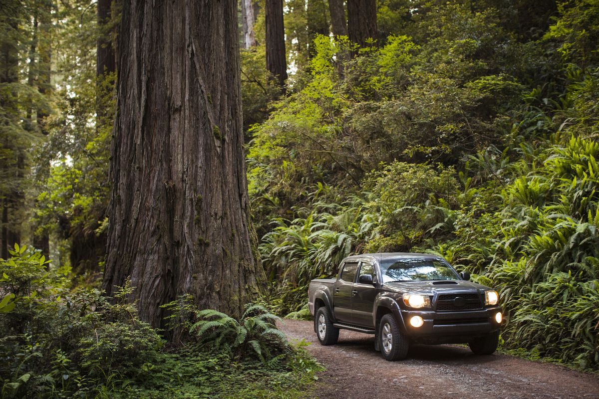 pick up truck on dirt road amidst forest at redwood national and state parks