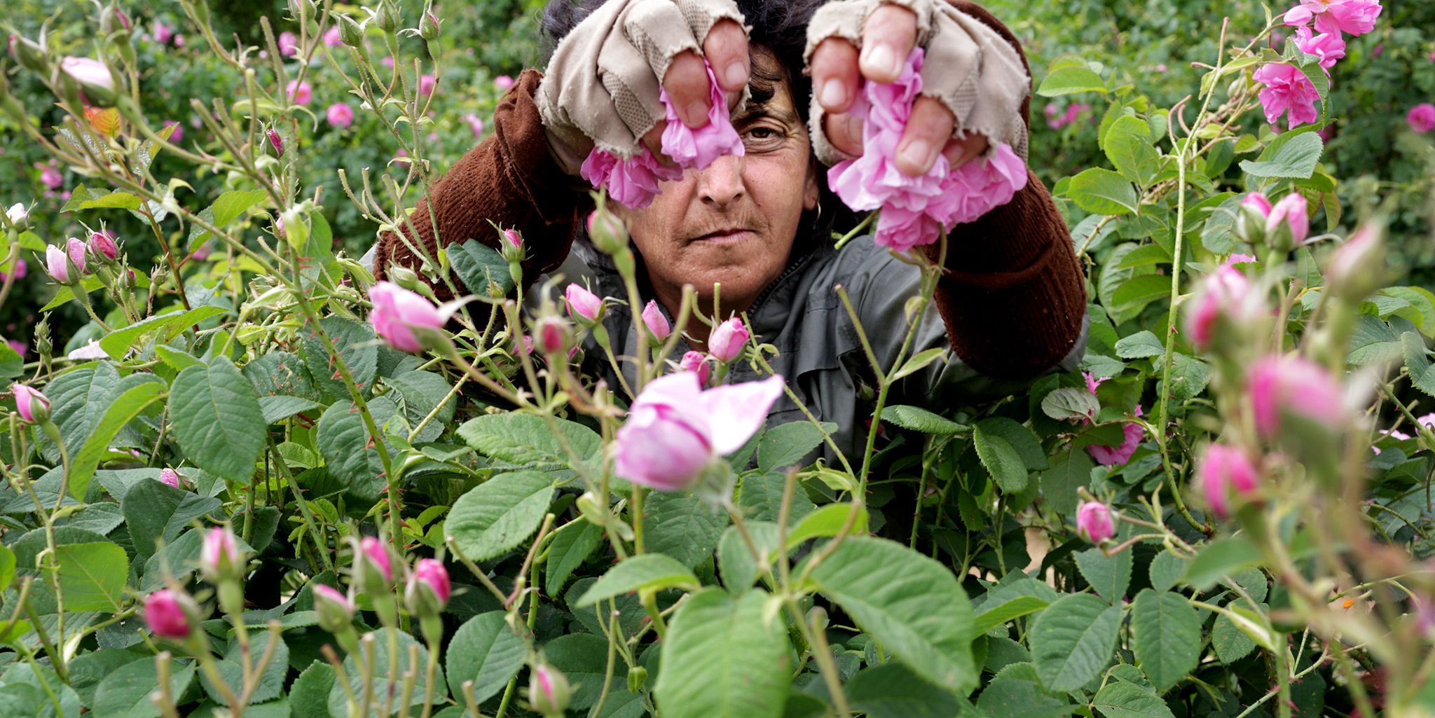 rositza zlankova plukt rozen bij kazanlak bulgarije