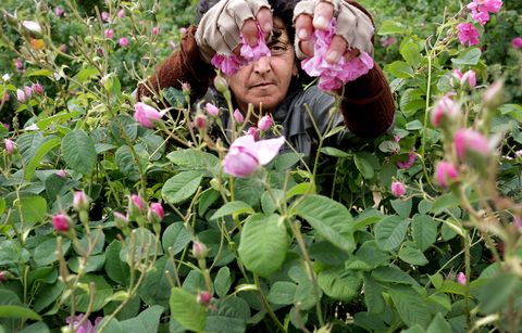 Rositza Zlankova plukt rozen bij Kazanlak Bulgarije