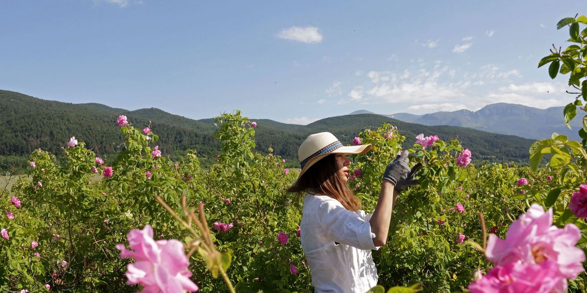 Silvia Jonkova plukt rozen in de tuin van haar familie in Osetenovo Bulgarije De rozenpluk duurt gewoonlijk van zonsopkomst tot het middaguur
