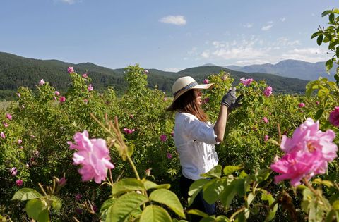 silvia jonkova plukt rozen in de tuin van haar familie in osetenovo bulgarije de rozenpluk duurt gewoonlijk van zonsopkomst tot het middaguur