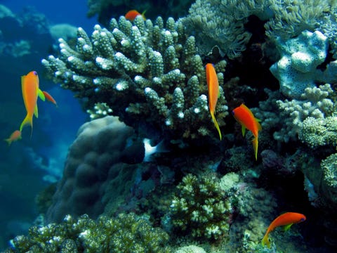 Endangered Sea Animals: List of 20 Species That Need Our Help Endangered Sea Animals: List of 20 Species That Need Our Help