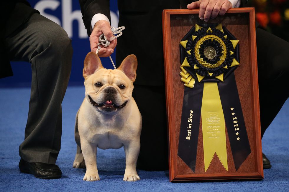 Your Complete Guide to The National Dog Show 2023