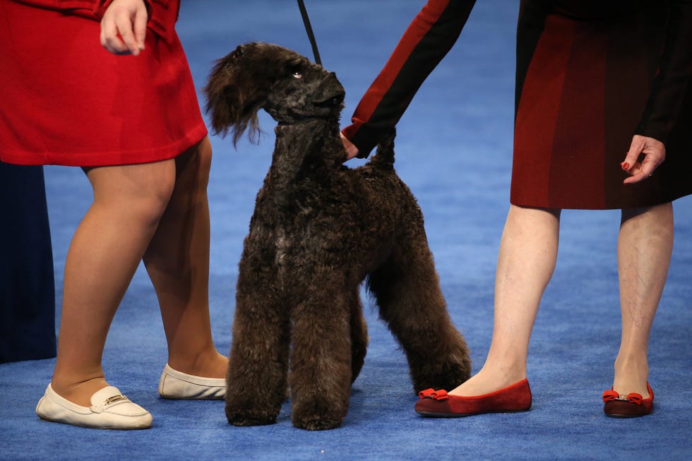 The National Dog Show Presented by Purina - 2018