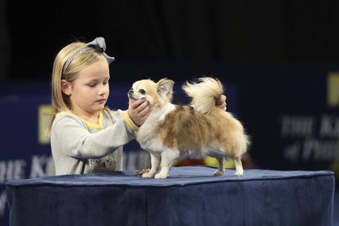 The National Dog Show Presented by Purina - 2017