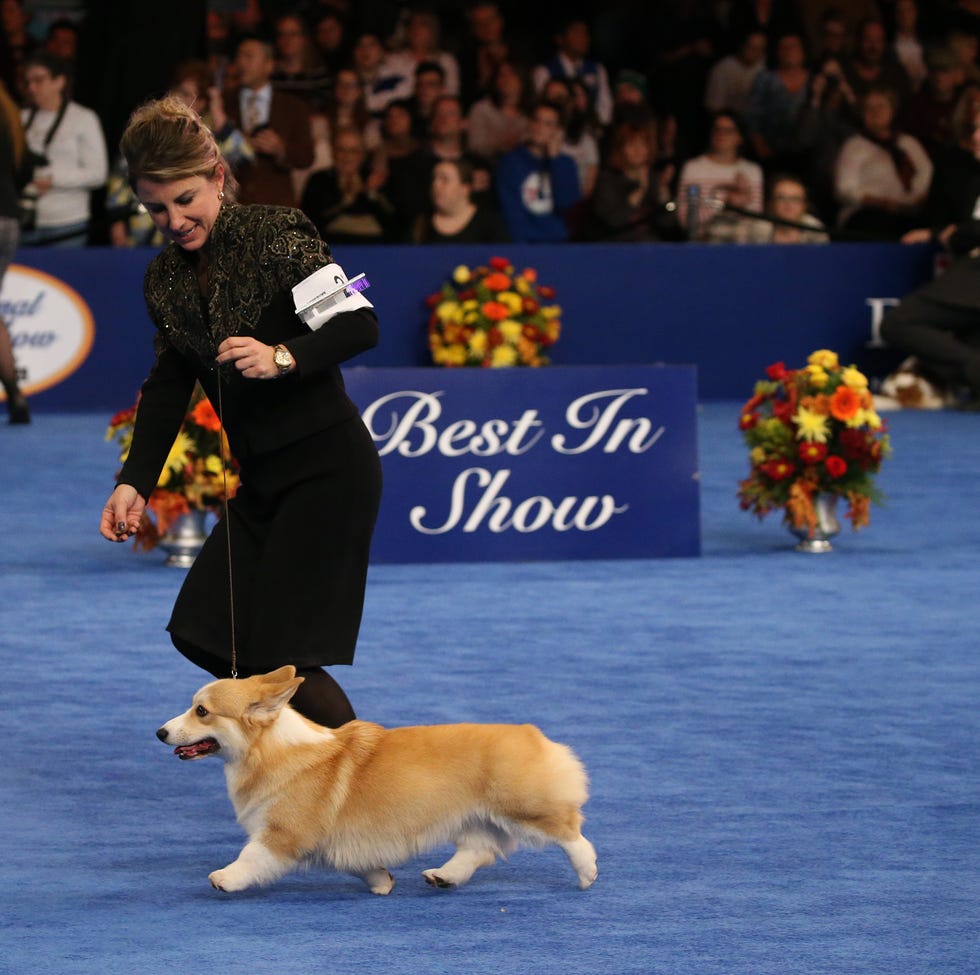 a woman in a black suit leading a yellow corgi at the national dog show in 2018