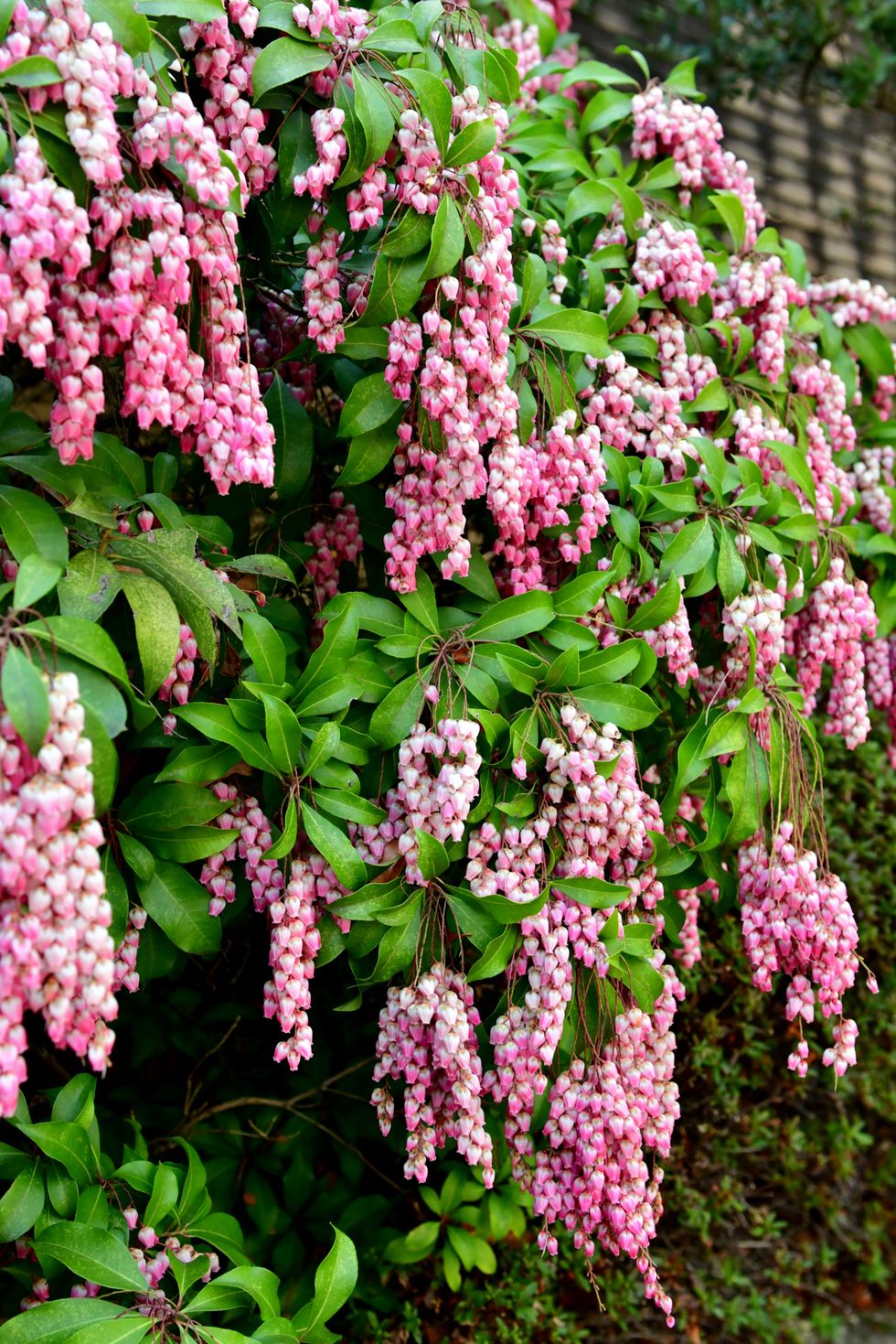 25 Beautiful Flowering Shrubs Best