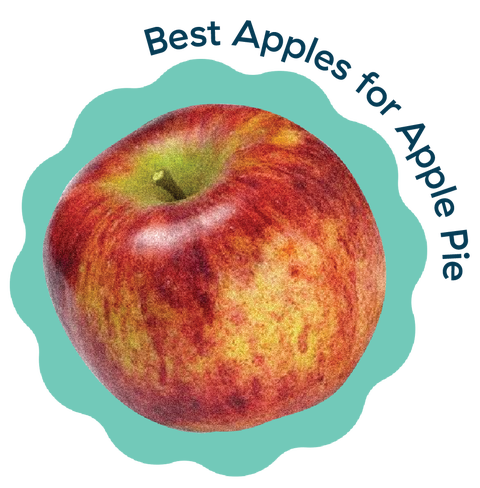 button to apples story