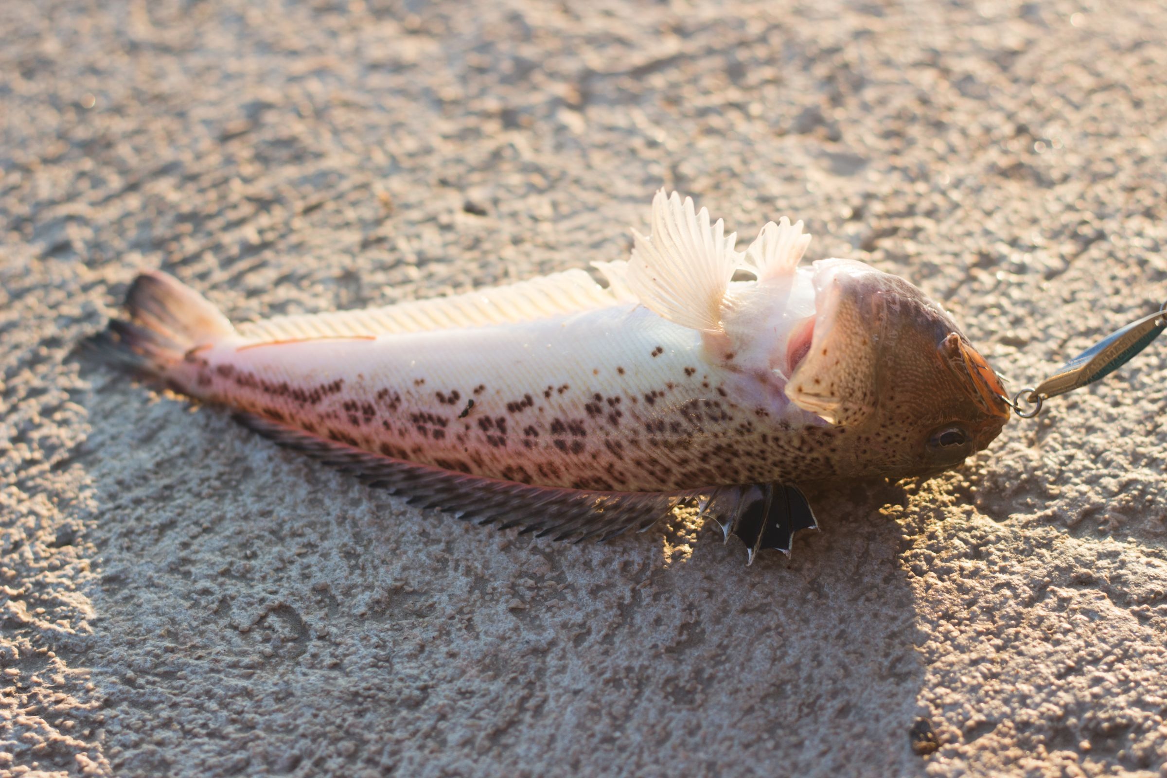 De gevaarlijkste dieren van Nederland: Pieterman