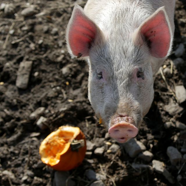 MSPCA Pig With Pumpkin