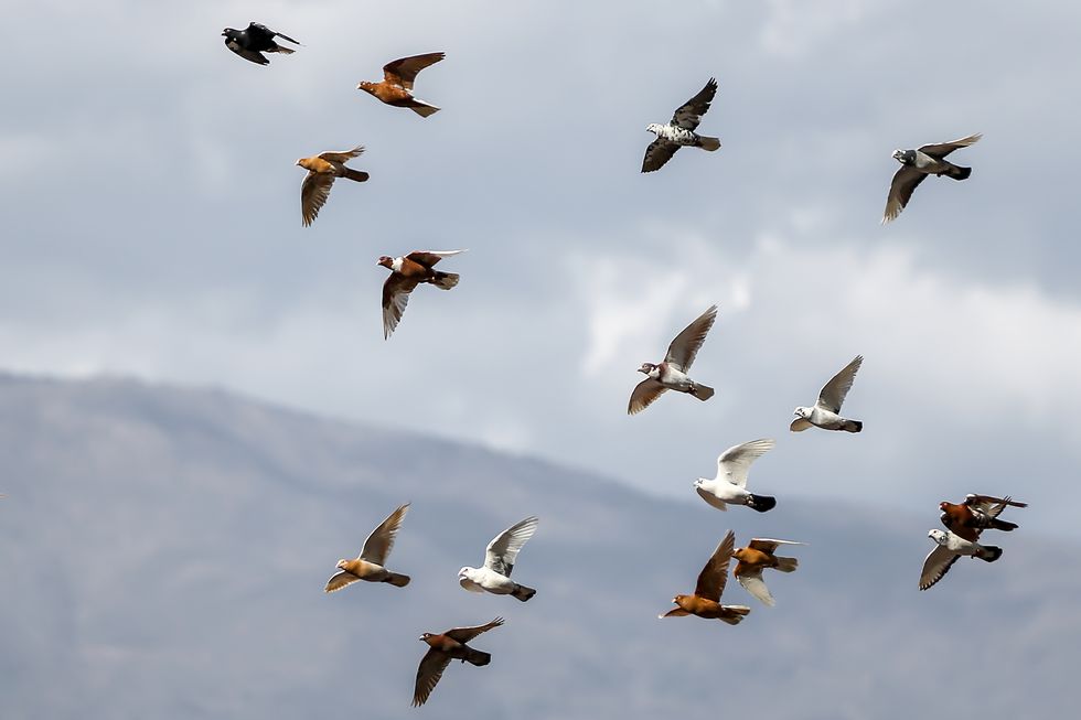 pigeons fluttering in flocks in the skies of turkiye's hatay
