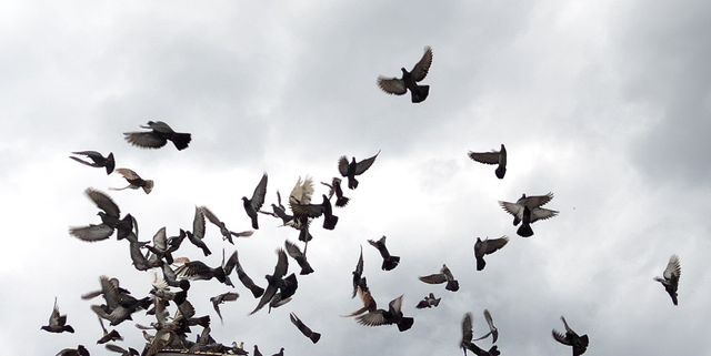 https://hips.hearstapps.com/hmg-prod/images/pigeons-flying-over-the-old-roof-of-a-building-royalty-free-image-1734544286.pjpeg?crop=1.00xw:0.668xh;0,0.189xh&resize=640:*