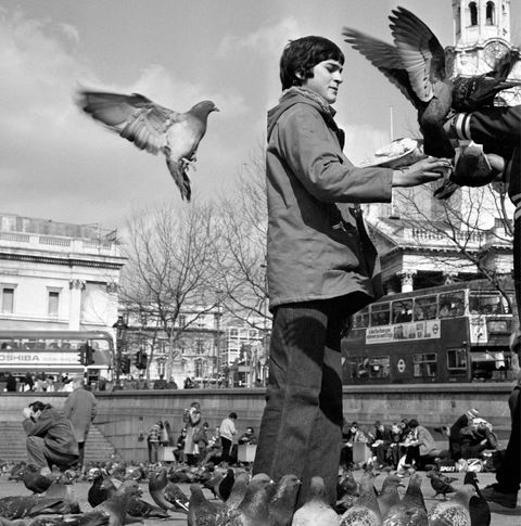 pigeons of trafalgar square